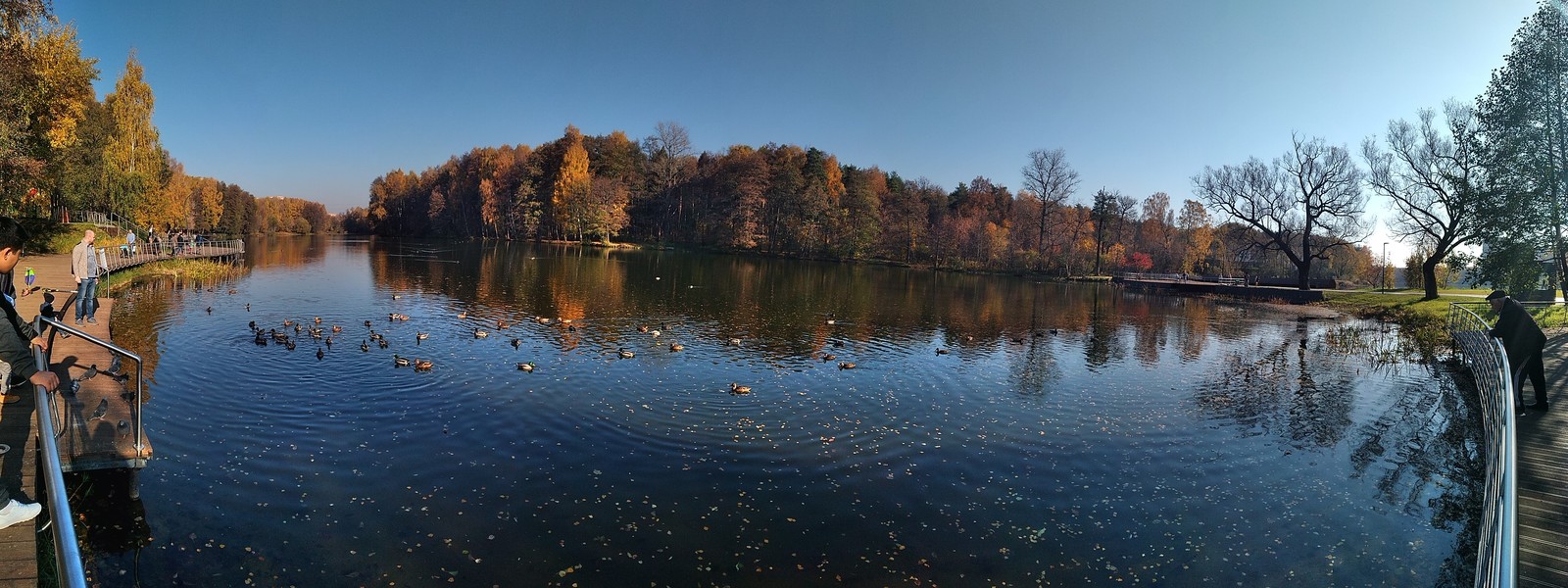 Moscow suburbs - My, Rest, Leaf fall, Peace, Xiaomi, Balashikha, Longpost, Nature, Calmness