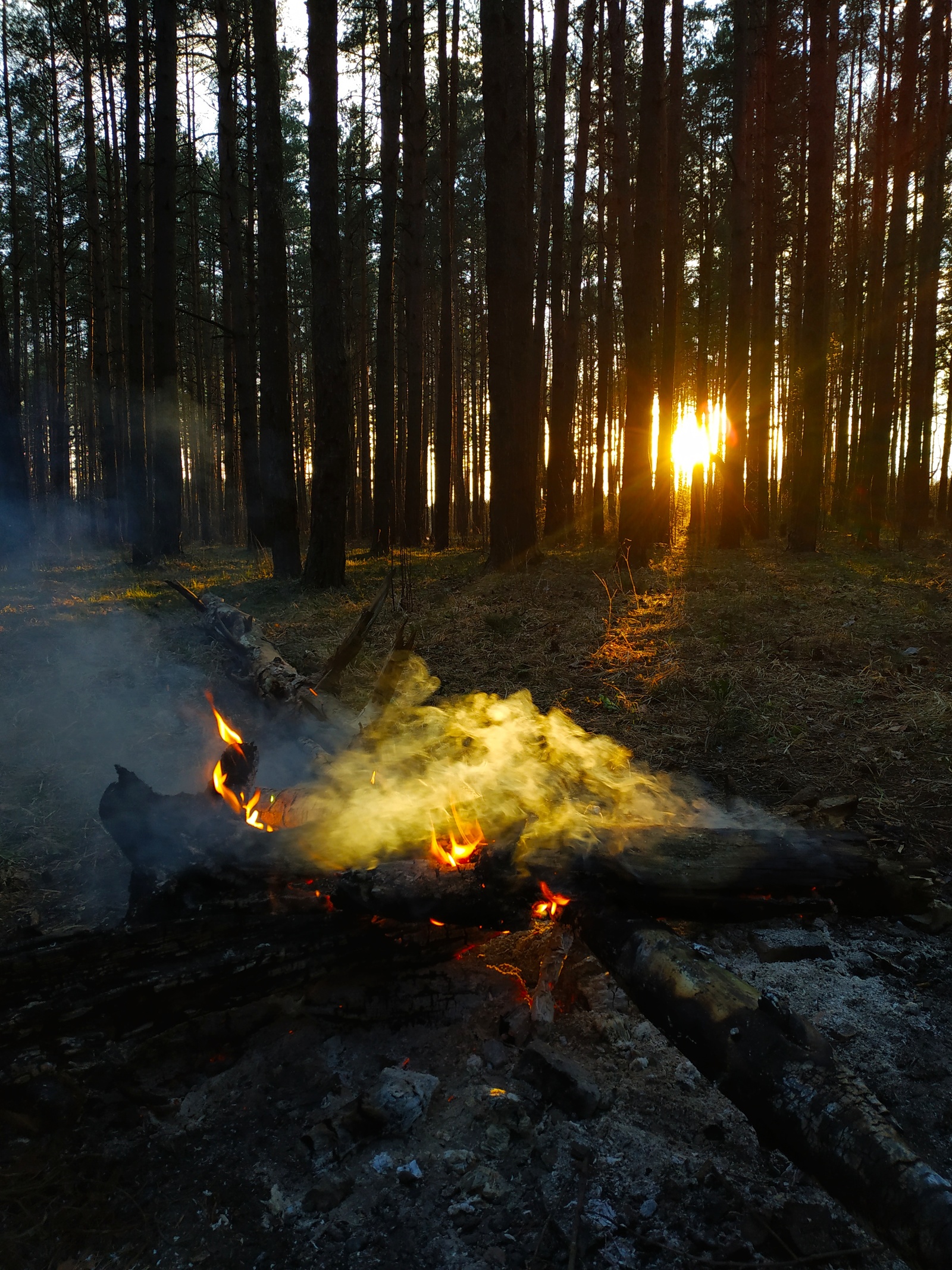 Winter is far away. Warm for everyone. - My, Heat, Forest, Bonfire, Minsk, Sunset, Nature