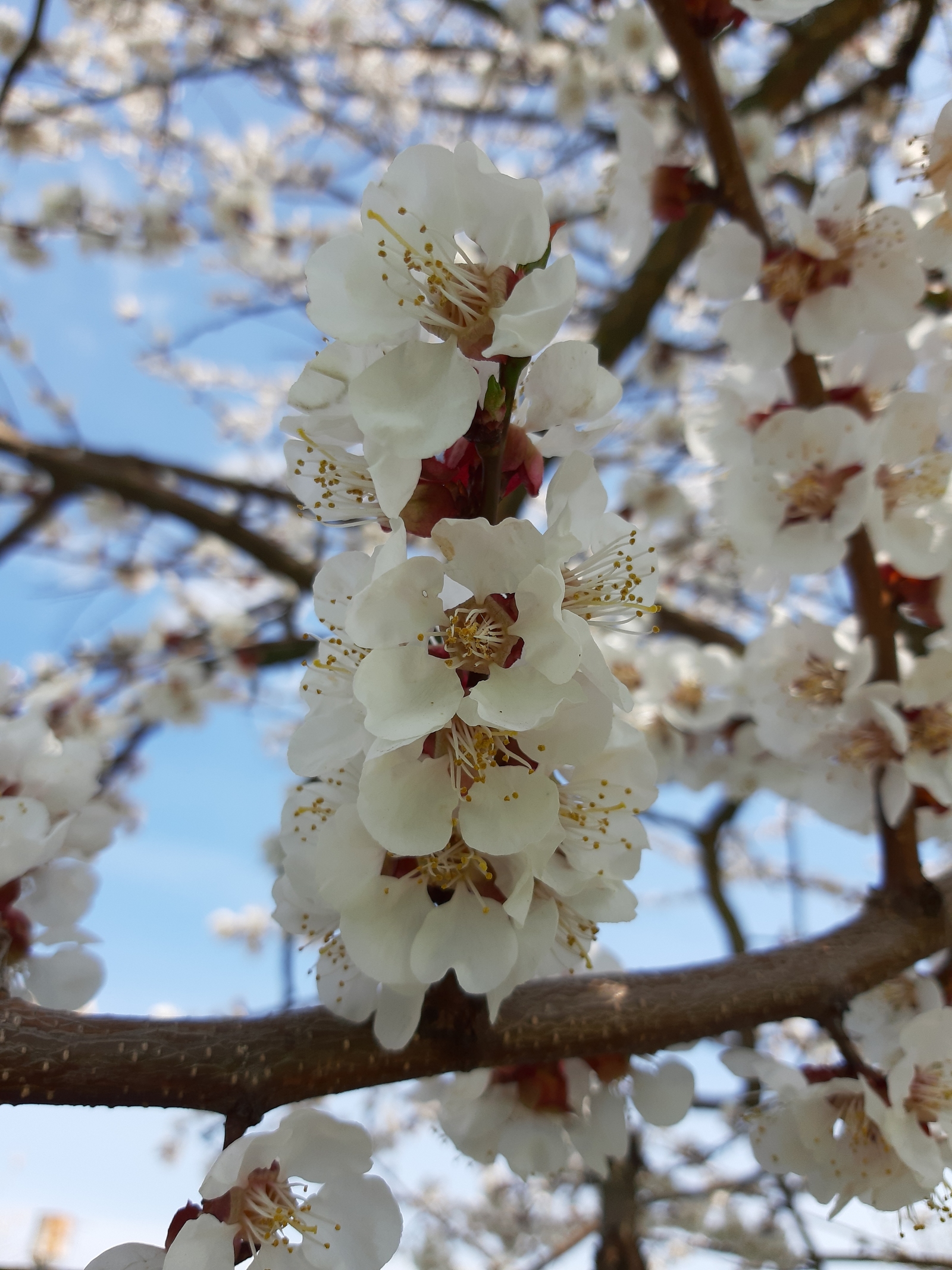 Spring is everywhere! - My, Spring, Apricot, Flowers, Longpost, Nature