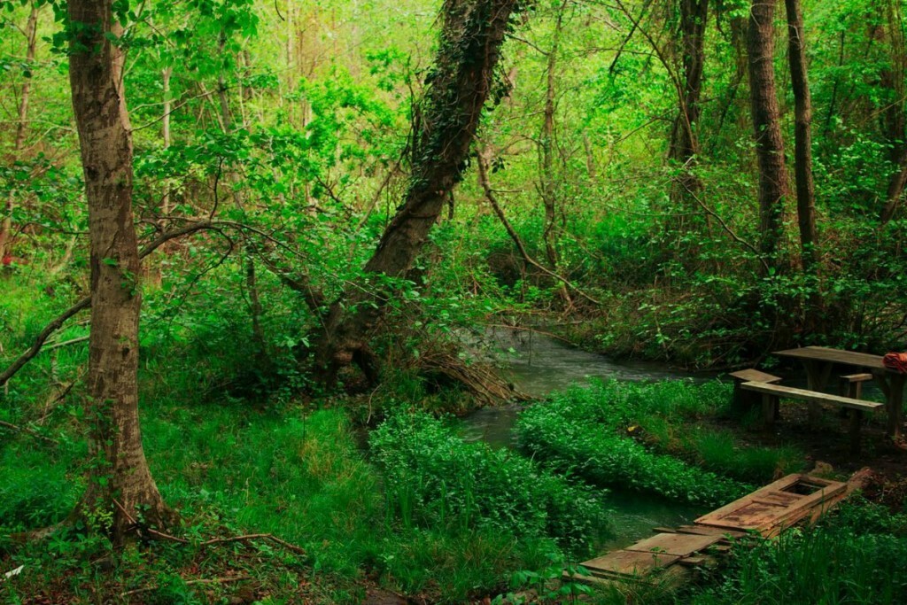 Лиановый лес в дагестане фото