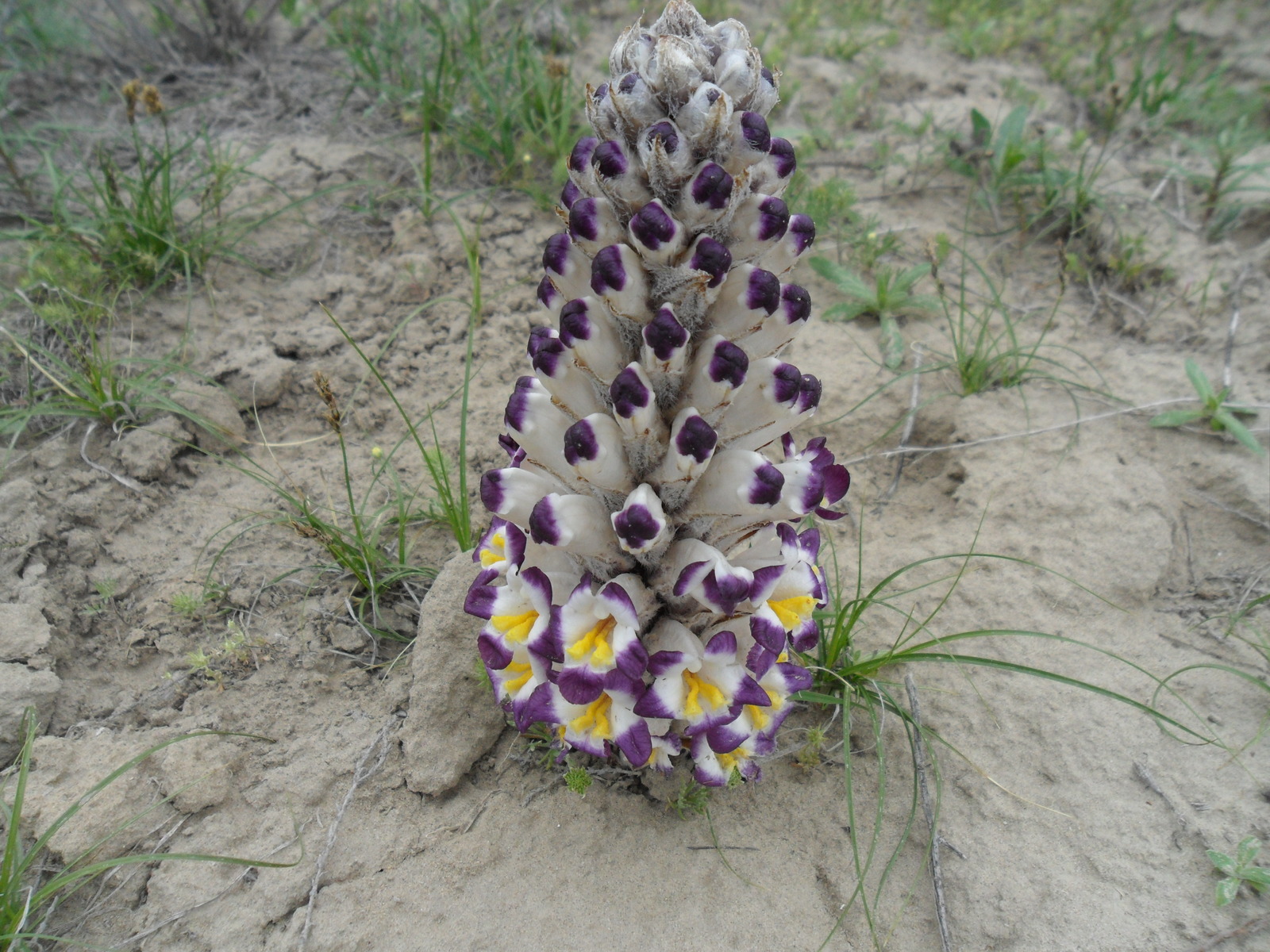 For mushrooms, part 1 Flower - My, Longpost, Kazakhstan, Kyzylorda, , , Mushrooms, Nature, Video