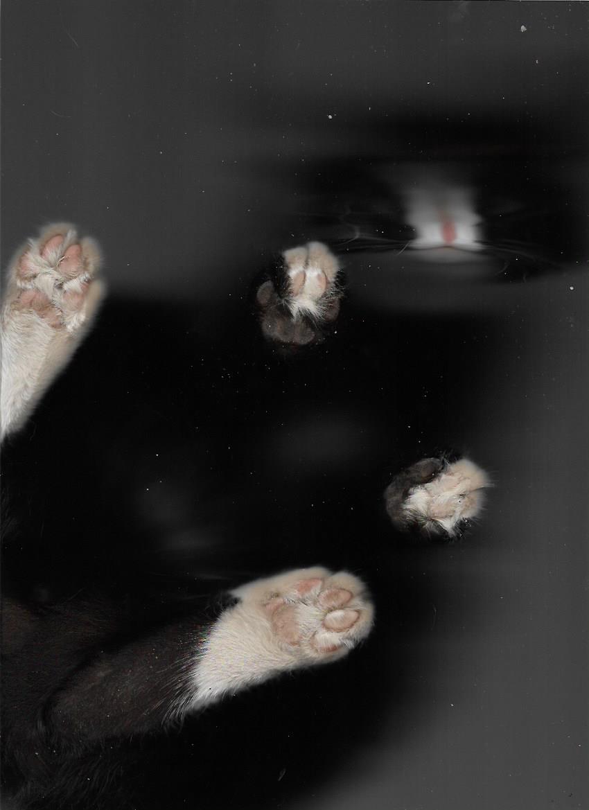 Scanned paws - My, cat, Paws, I have paws, Scanning, Longpost