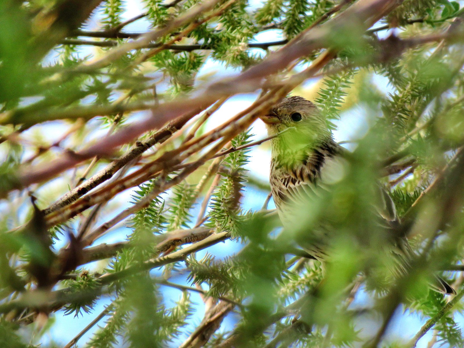 Lark - Bird watching, Photo hunting