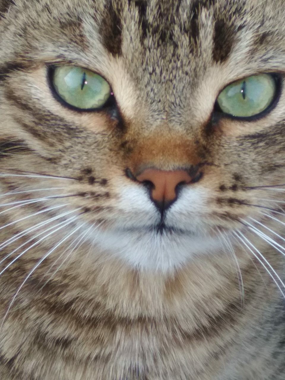 Charismatic cat - My, cat, Pets, Charisma, Portrait