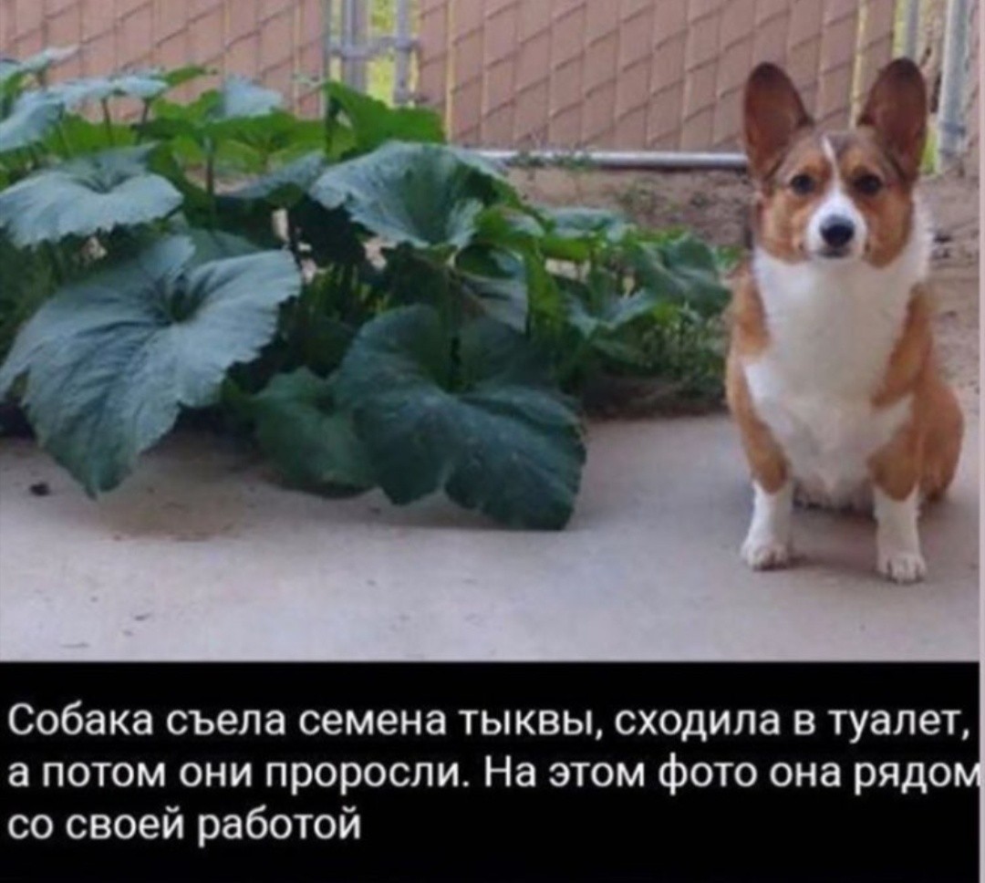 Good boy - Dog, Animals, Seeds, Vegetables