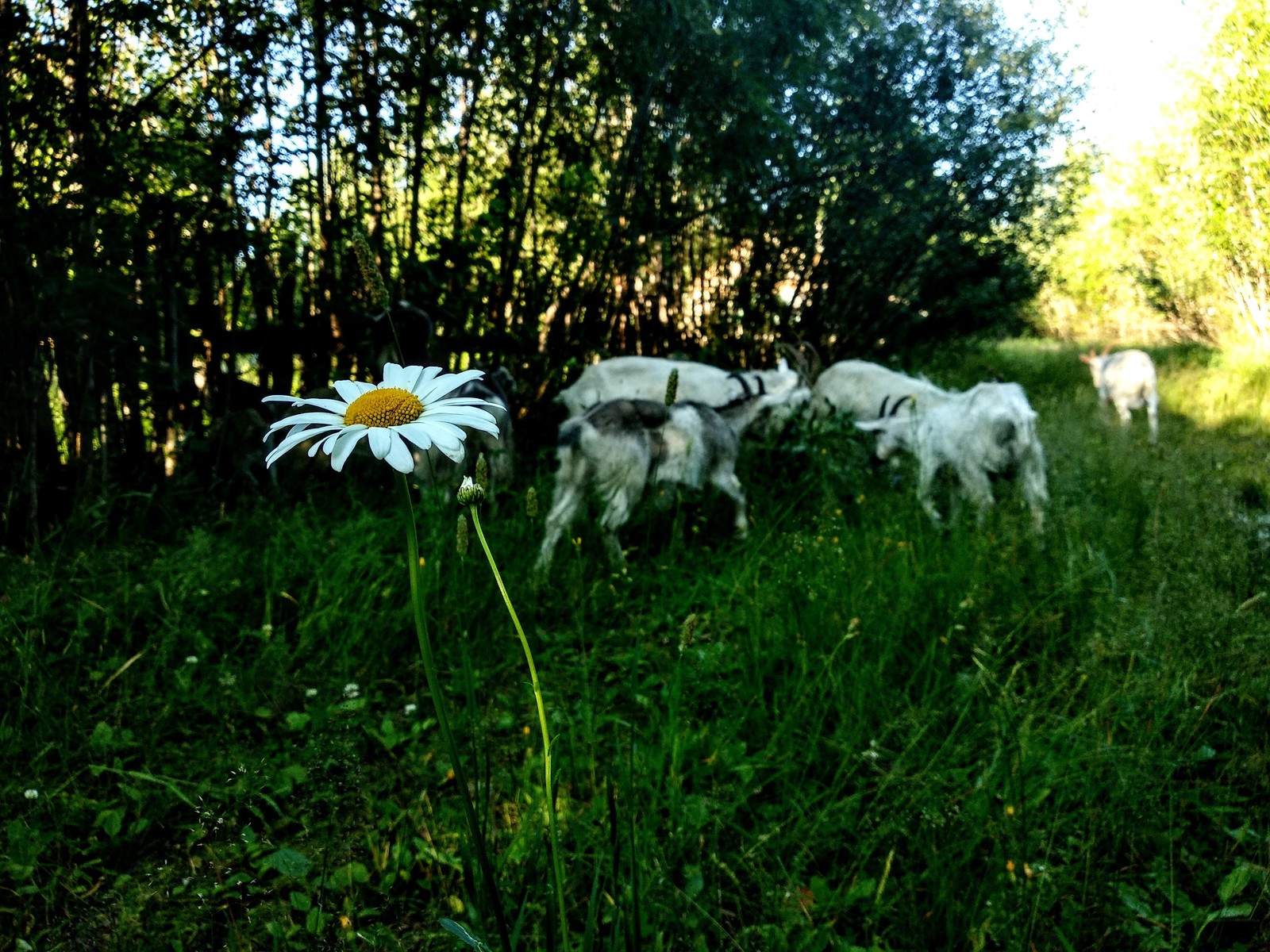 SURVIVOR. - My, Goat Dereza, Village, Chamomile