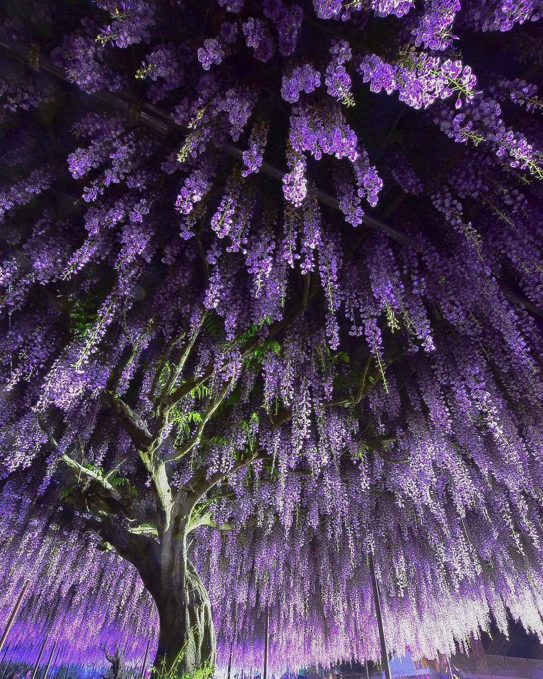 Magic bloom of wisteria - The photo, Wisteria, 