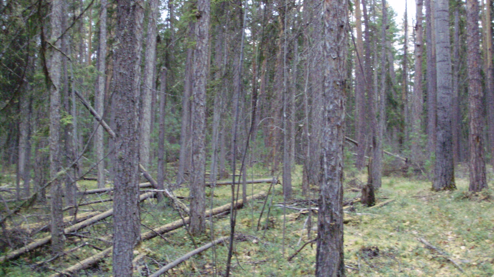 Hunting. - My, Longpost, Hunting, Work, Forest, Taiga, beauty, Liberty