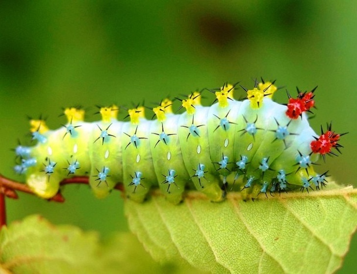 The cutest insects in the world - Insects, Milota, The photo, Longpost