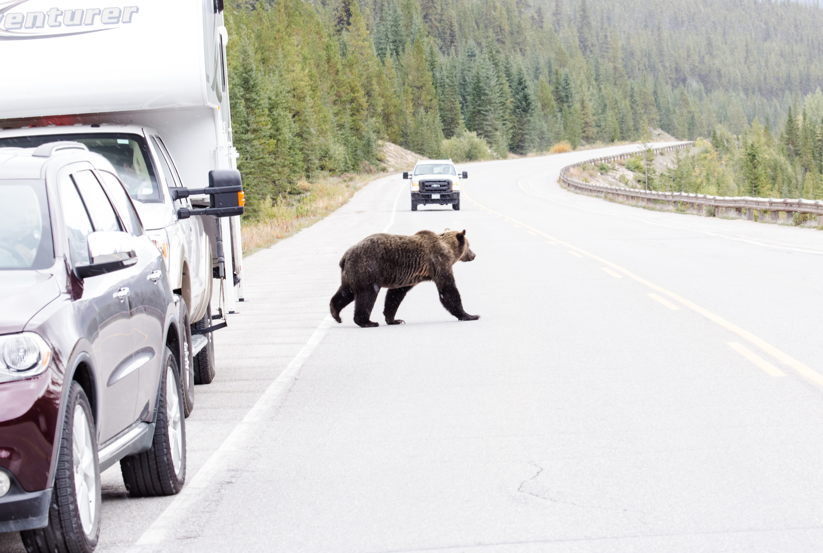 Canadian road. - My, The Bears, Canada, Road, Longpost, Wild animals