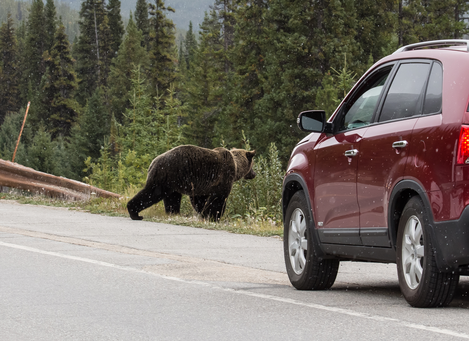 Canadian road. - My, The Bears, Canada, Road, Longpost, Wild animals