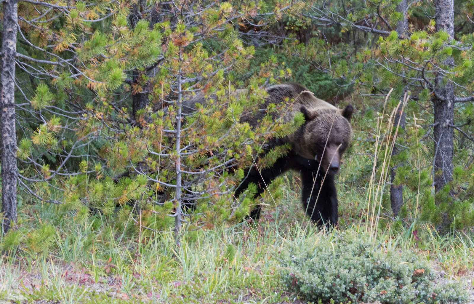 Canadian road. - My, The Bears, Canada, Road, Longpost, Wild animals