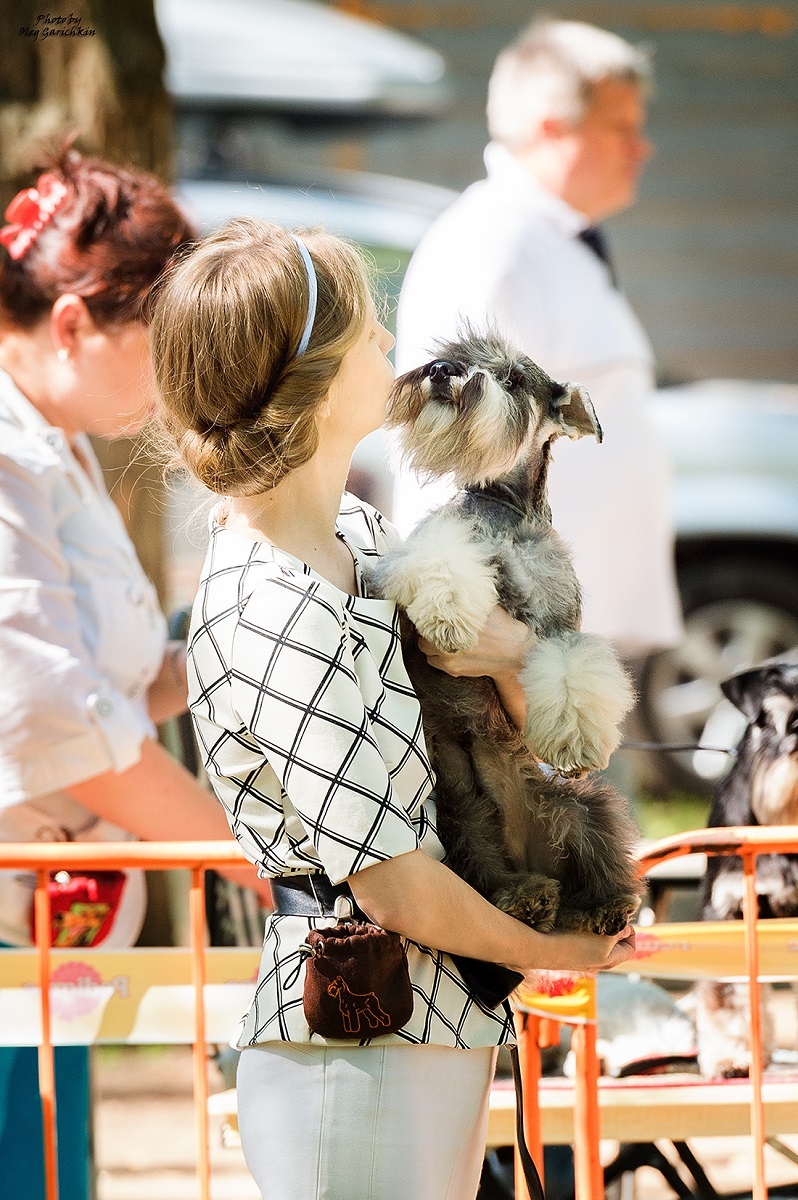 Another series of reportage pictures from dog shows that took place in the South of Russia in 2018, pleasant viewing))) - My, Dog, Dogs and people, Dog lovers, Dog days, Dog show, Longpost