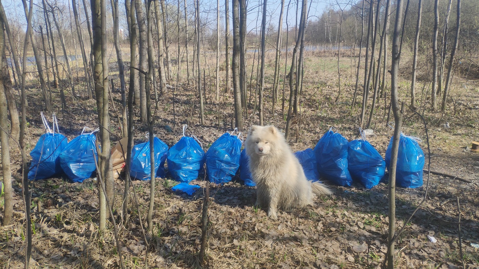 Cleaning Uchi - My, Purity, Garbage, Samoyed, Cleaning, Nature, Longpost, Chistoman