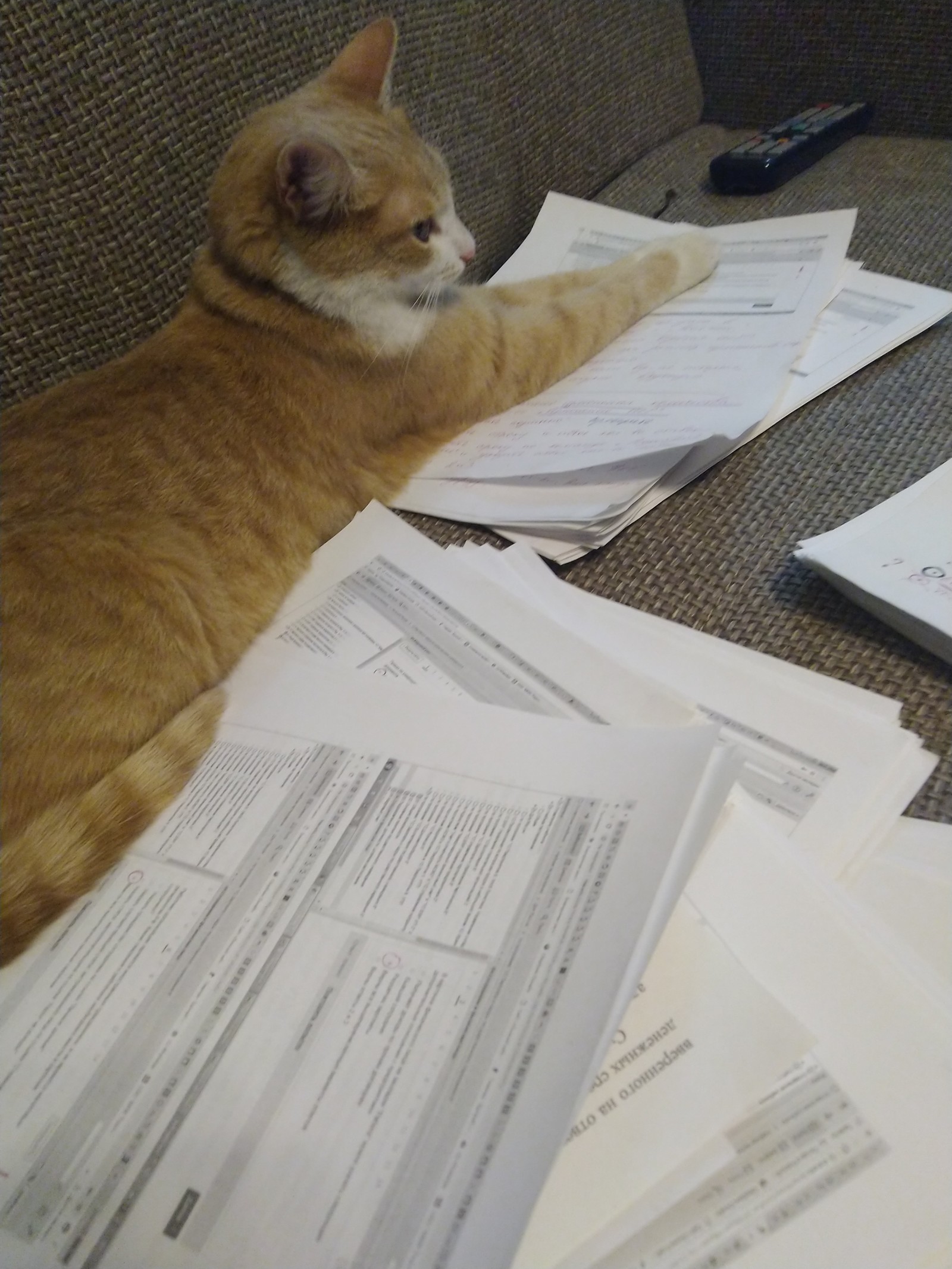 (c) scientist cat - cat, Scientist cat, Catomafia, Exam, Longpost