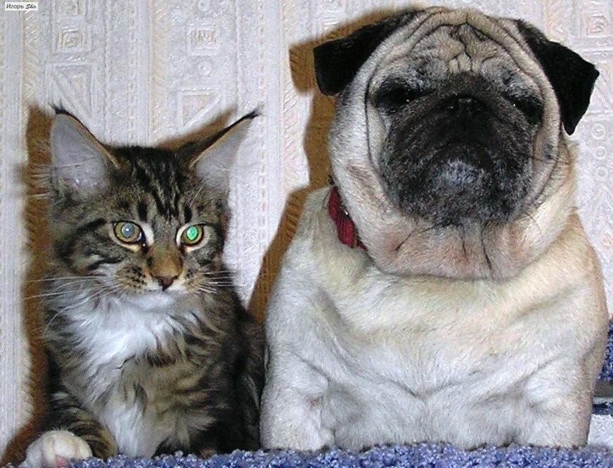 cat and dog - My, cat, Dog, Longpost