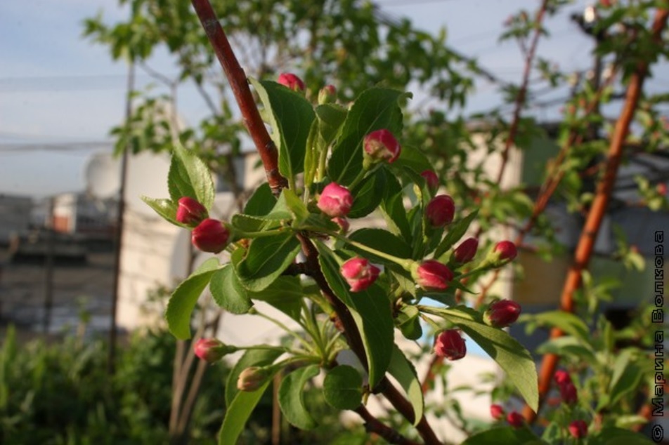 In Yekaterinburg, a garden on the roof of a 9-storey building was destroyed, which was broken by a local 18 years ago - Yekaterinburg, Management Company, Garden, Tree, Longpost, Roof, Negative