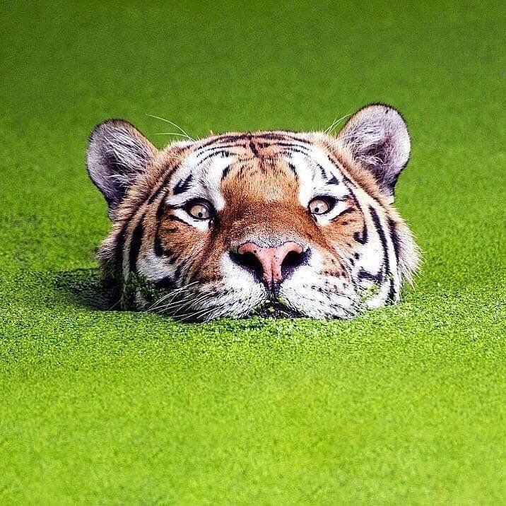 tiger in duckweed - Tiger, Nature, Swamp, Seaweed, Water, beauty, Young Naturalist, Habits