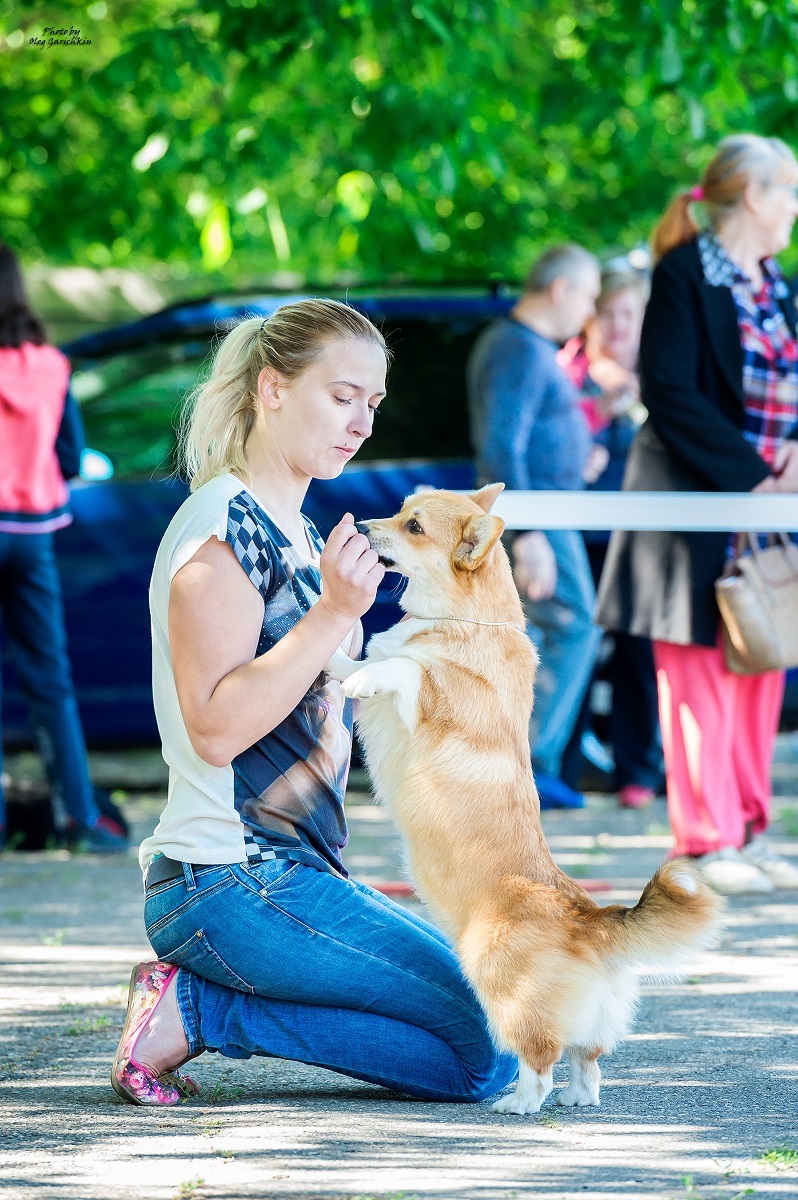 I continue to publish reportage pictures from dog shows that took place in the South of Russia in 2018, pleasant viewing))) - My, Dog, Dogs and people, Dog lovers, Dog days, Dog show, Animalistics, Longpost