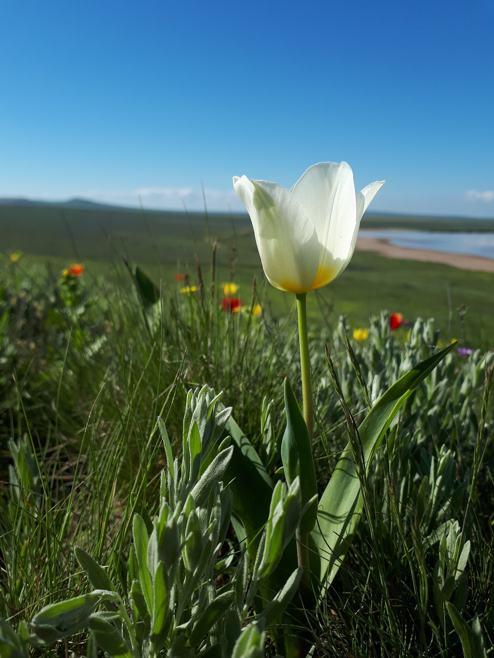 Vivid impressions. - Crimea, Tulips, Opuk, Spring, The nature of Russia, Longpost