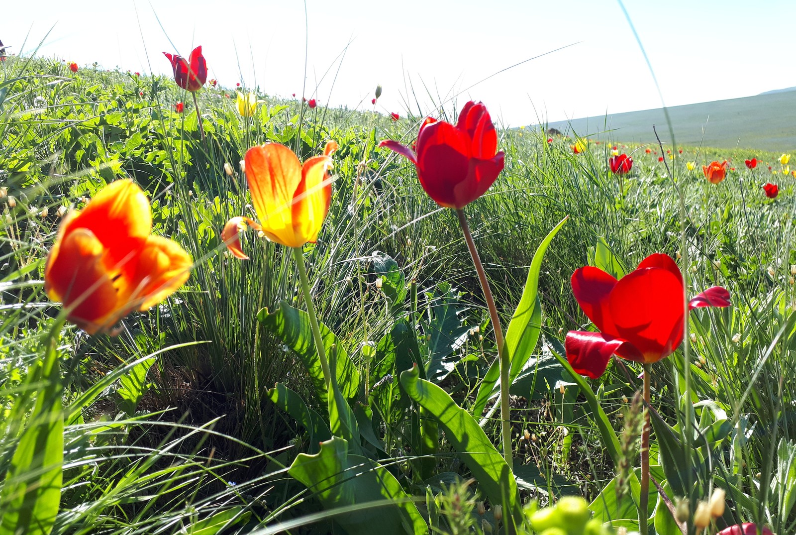 Vivid impressions. - Crimea, Tulips, Opuk, Spring, The nature of Russia, Longpost