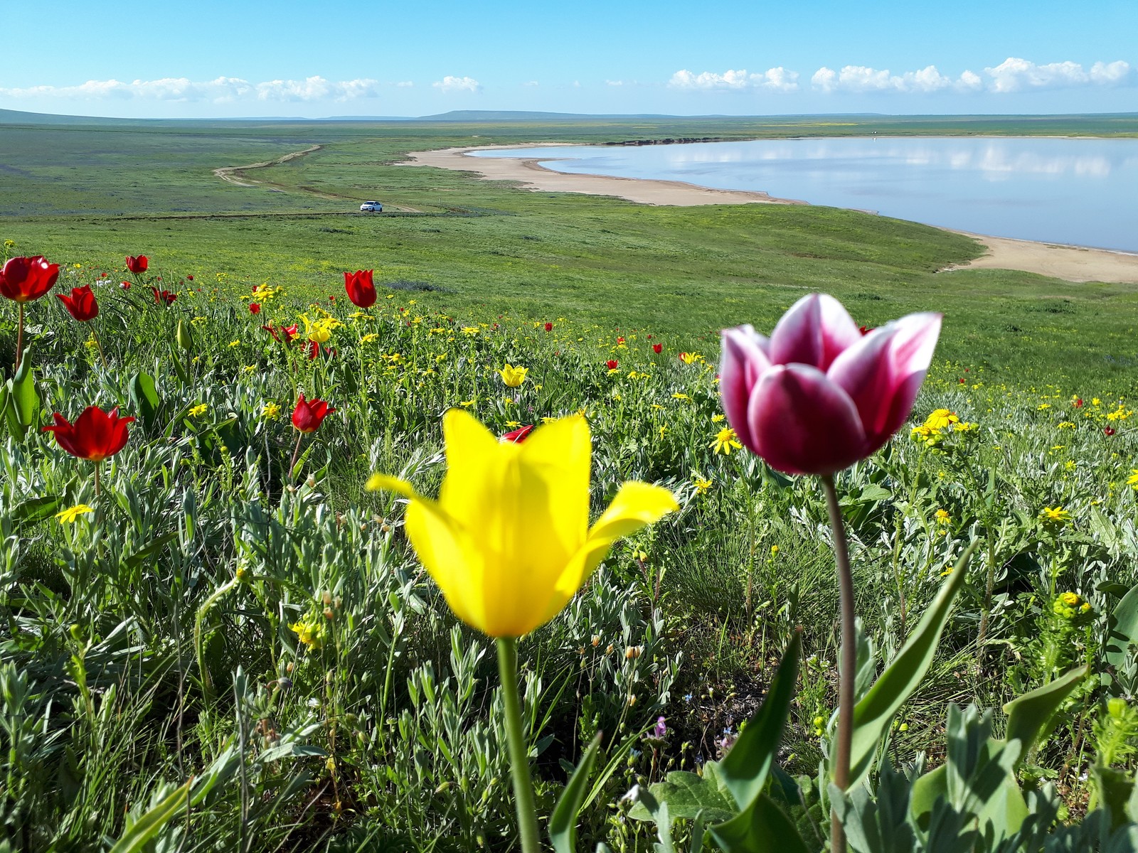 Vivid impressions. - Crimea, Tulips, Opuk, Spring, The nature of Russia, Longpost