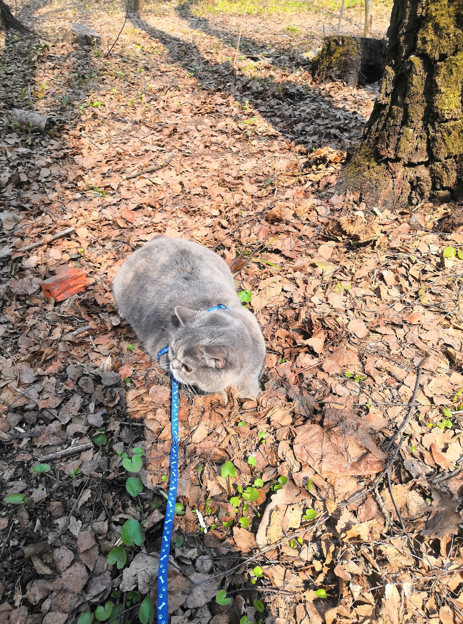 Walk in the woods... - cat, First time, Forest, A cat named Cat, My