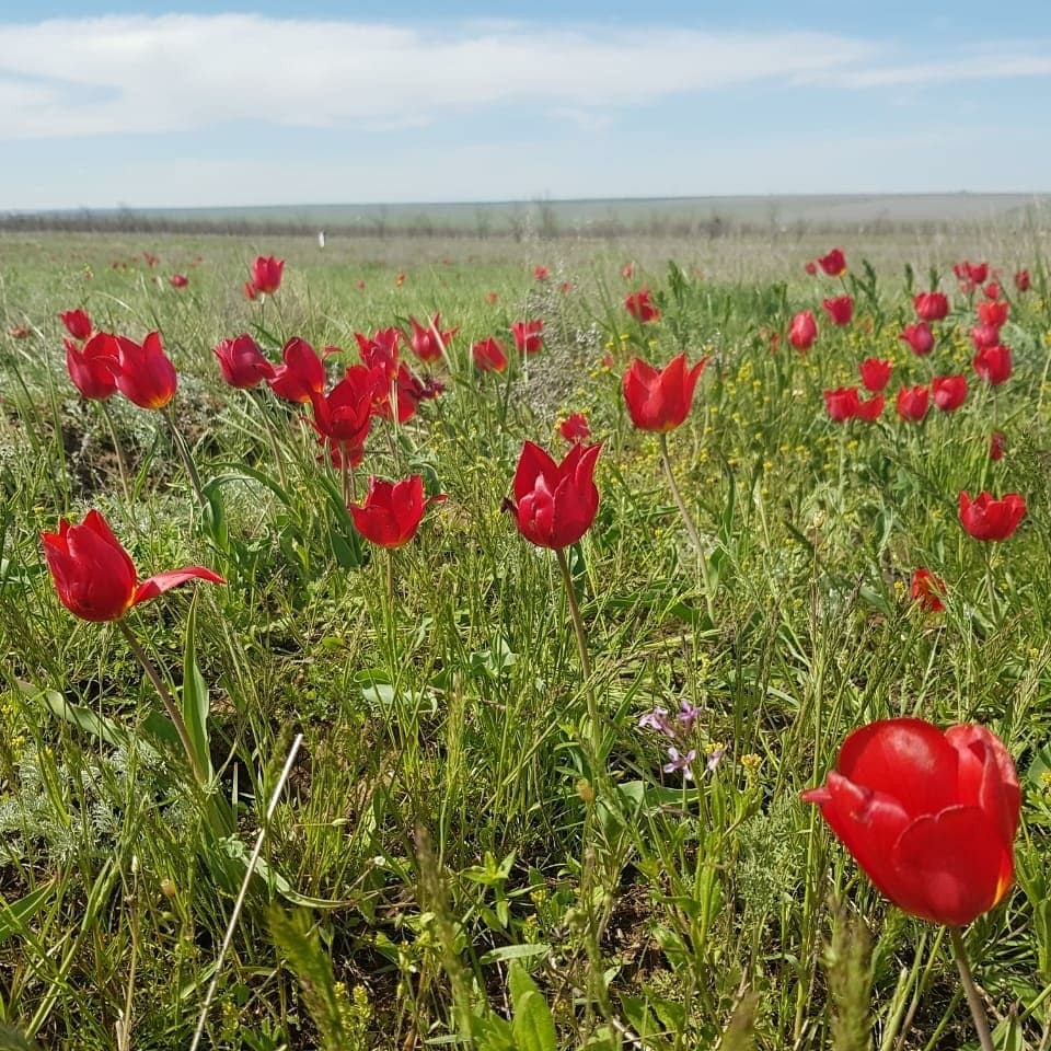 Tulips bloom in the steppes - My, Tulips, Tulip Festival, Kalmykia, Rostov region, Steppe, Video, Longpost