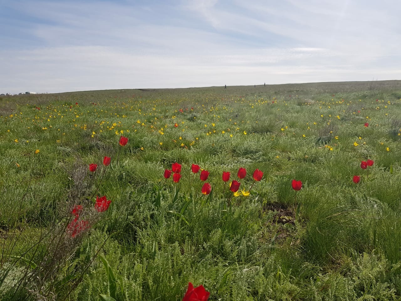 Tulips bloom in the steppes - My, Tulips, Tulip Festival, Kalmykia, Rostov region, Steppe, Video, Longpost