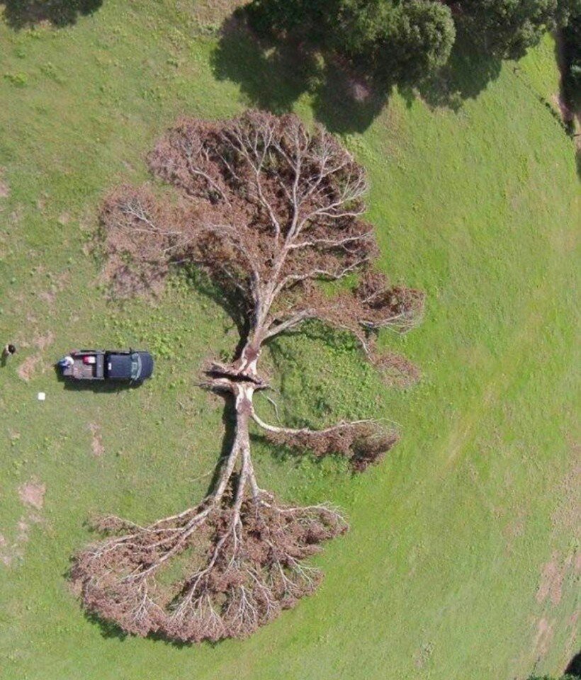 lightning artist - Lightning, Tree