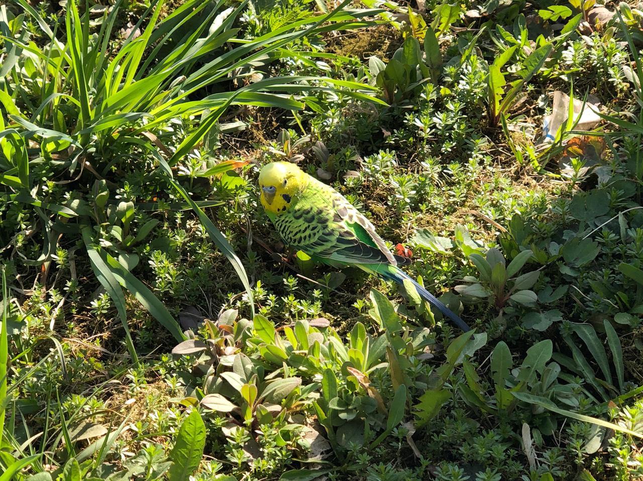 Found a parrot - Moscow, No rating, A parrot, Longpost, Found, In good hands, Budgies