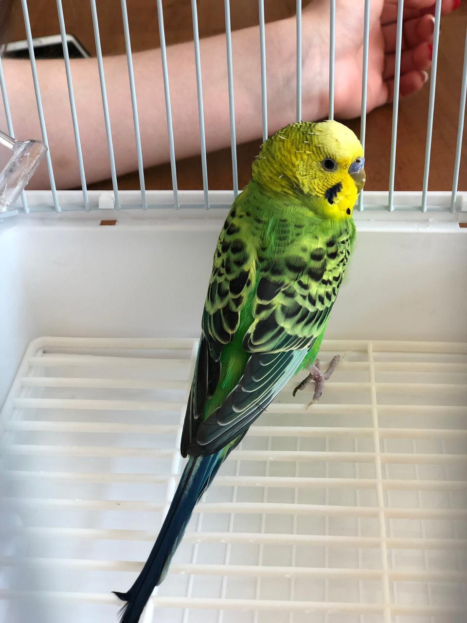 Found a parrot - Moscow, No rating, A parrot, Longpost, Found, In good hands, Budgies