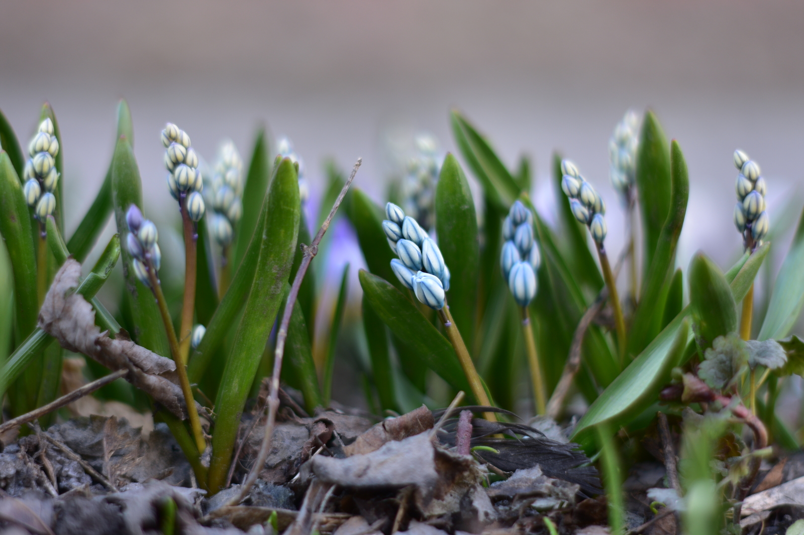 Primroses - My, Flowers, Spring, Nikon d3400, Yongnuo 50mm, Beginning photographer, Longpost