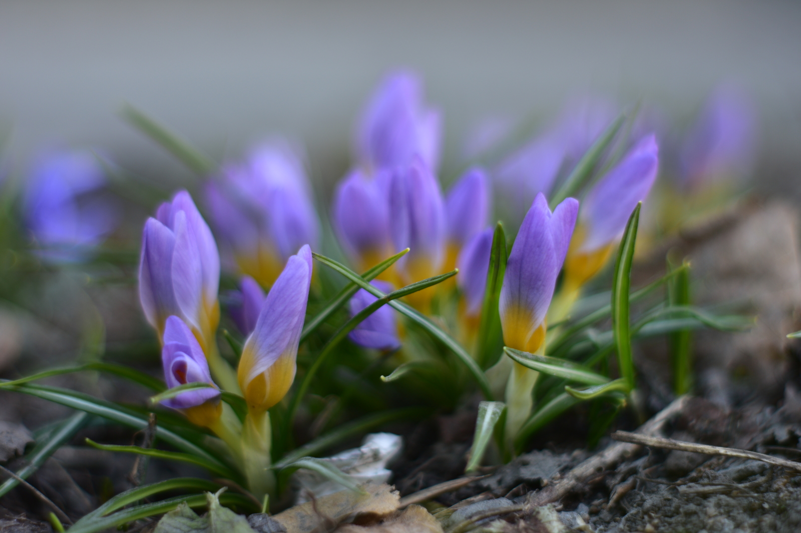 Primroses - My, Flowers, Spring, Nikon d3400, Yongnuo 50mm, Beginning photographer, Longpost