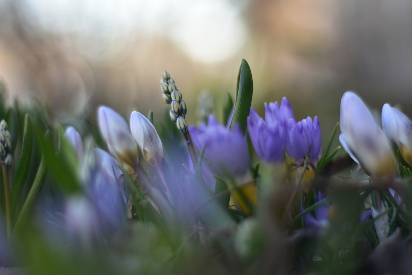 Primroses - My, Flowers, Spring, Nikon d3400, Yongnuo 50mm, Beginning photographer, Longpost