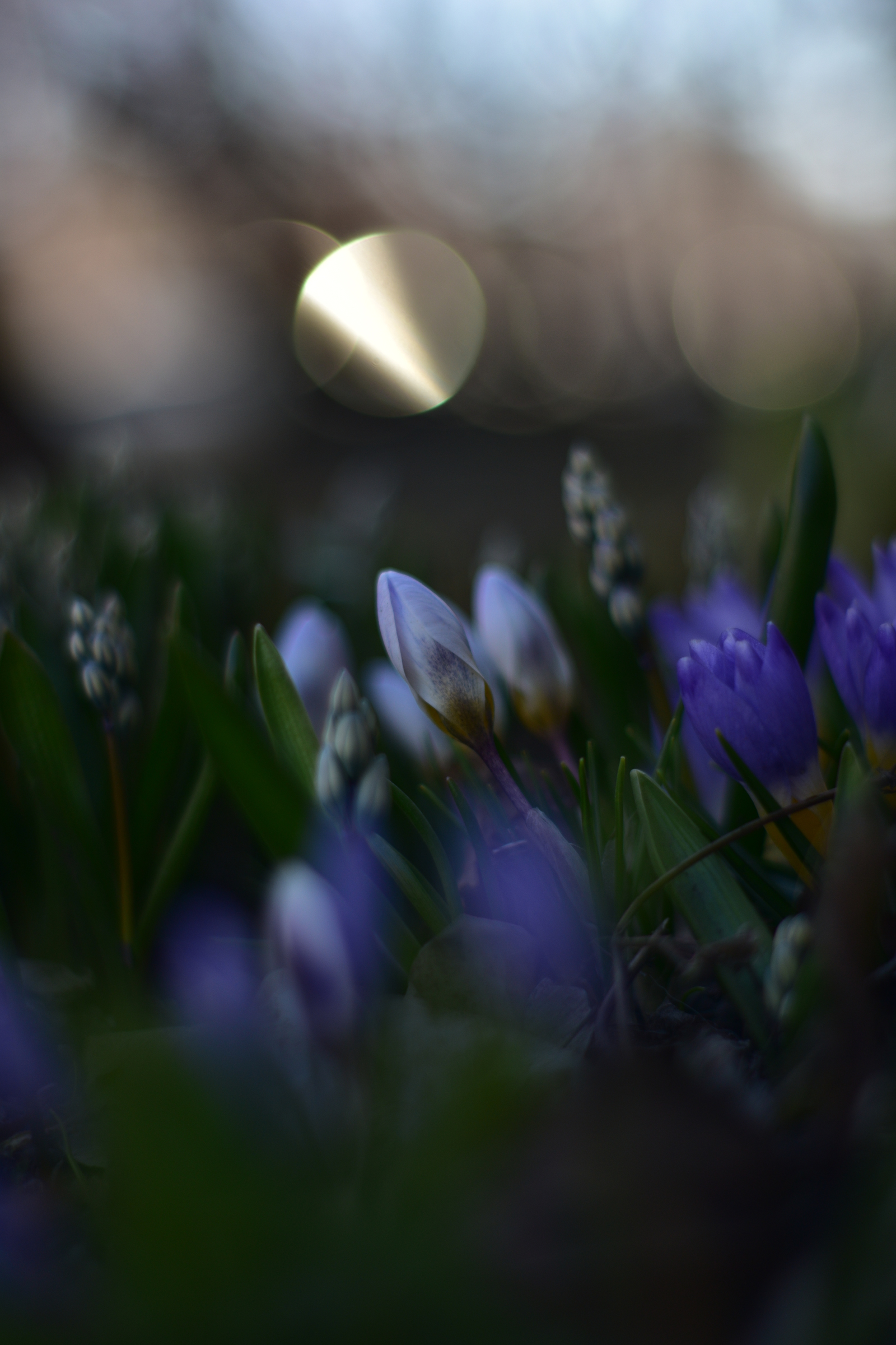 Primroses - My, Flowers, Spring, Nikon d3400, Yongnuo 50mm, Beginning photographer, Longpost