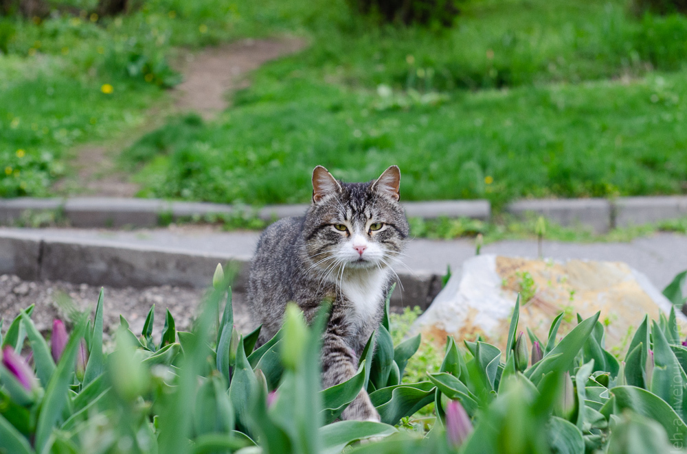 Four Kote Tour - My, Catomafia, Beginning photographer, Pyatigorsk, Essentuki, Zheleznogorsk, Kislovodsk, Longpost, cat