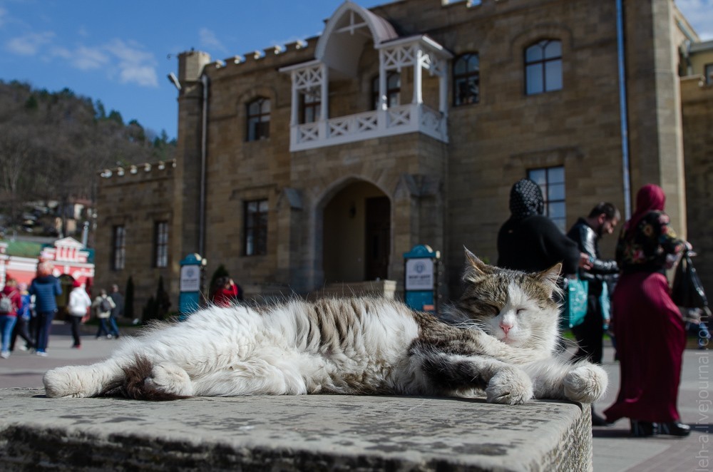 Four Kote Tour - My, Catomafia, Beginning photographer, Pyatigorsk, Essentuki, Zheleznogorsk, Kislovodsk, Longpost, cat