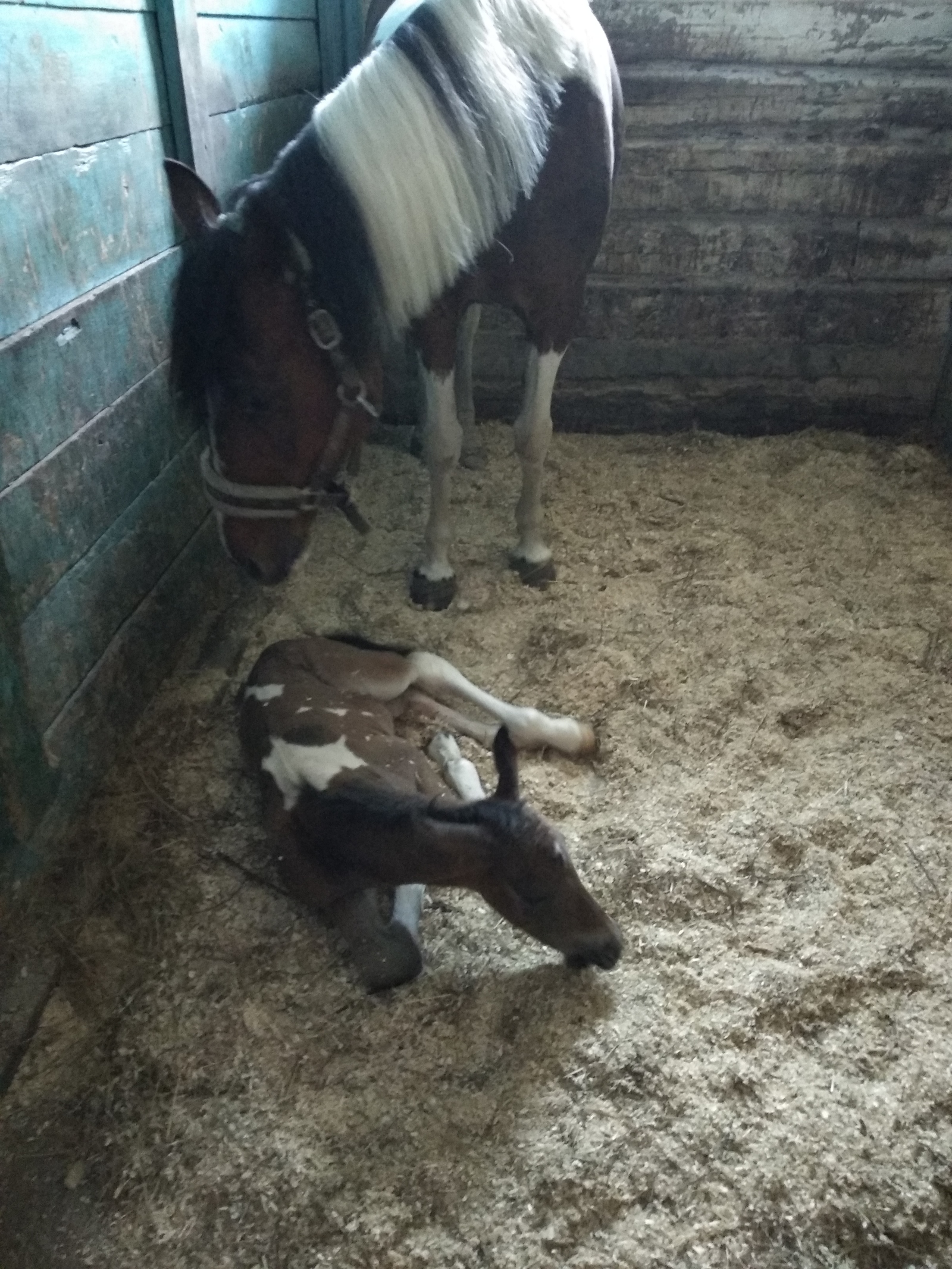 replenishment) - My, Horses, Foal, Video, Longpost