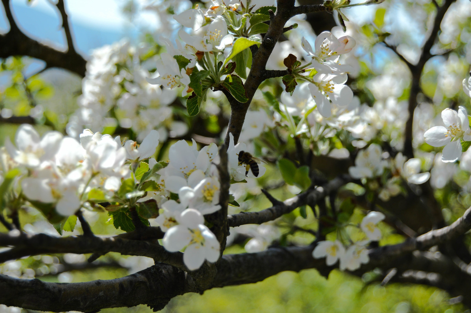 BZZZZZZZZZZzzzzzzz...) - My, Bees, Bloom, Spring, Gelendzhik