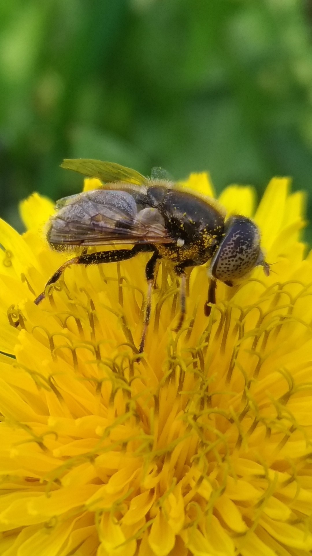 Fly - My, The photo, Insects, Flowers