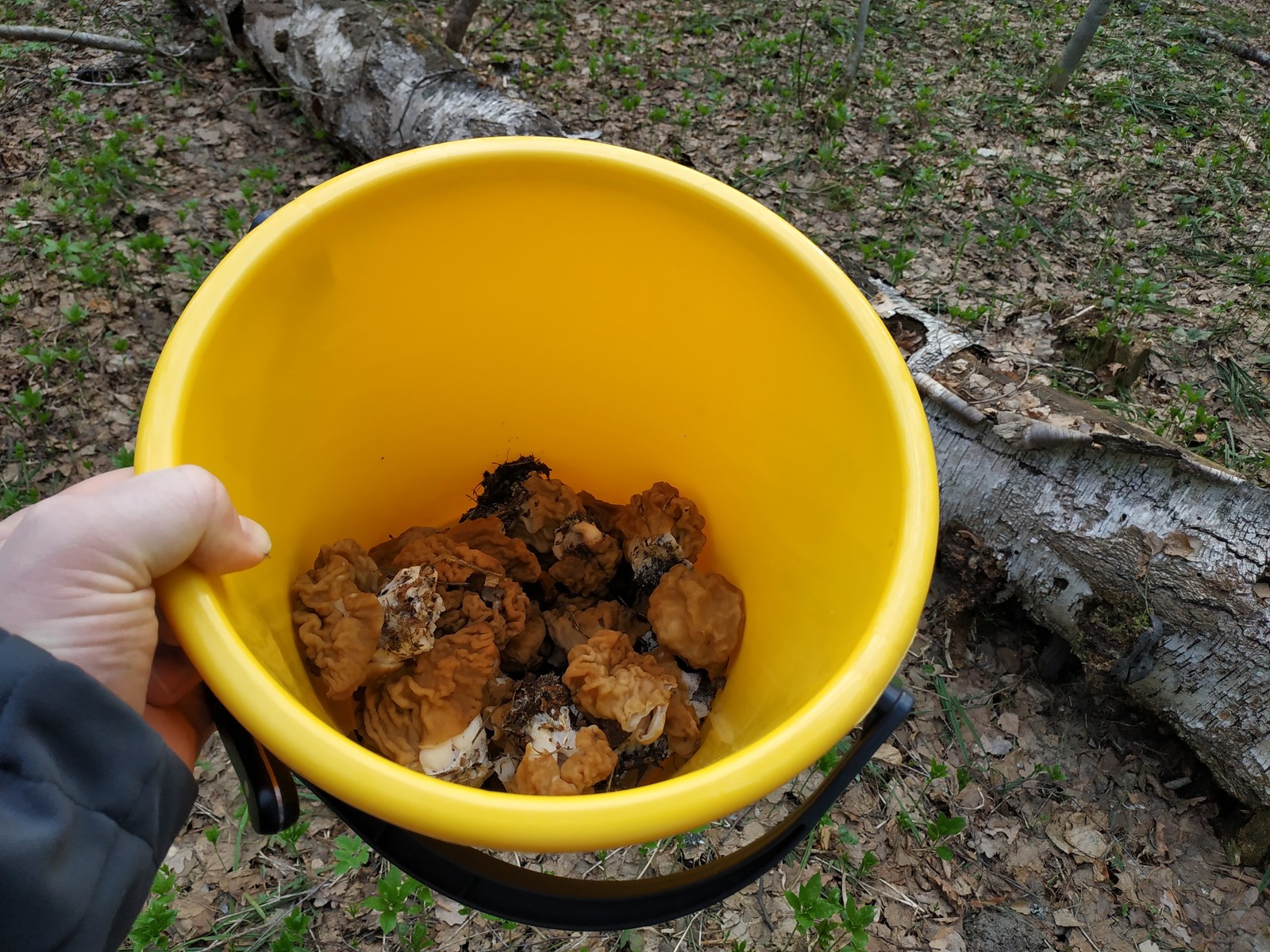 Spring mushroom 2019 - My, Mushrooms, Mushroom season, Mushroom pickers, Stitch, Video, Longpost