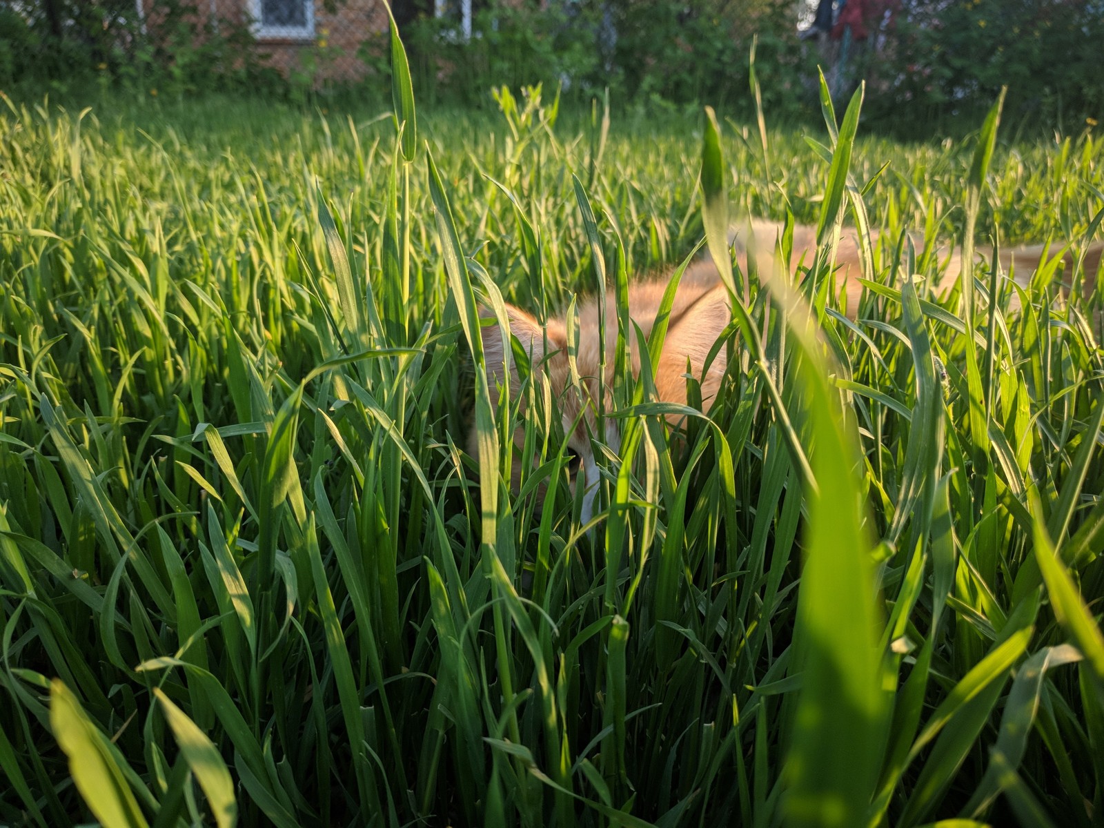 Relaxation - My, cat, Catomafia, Spring, Pets, Longpost