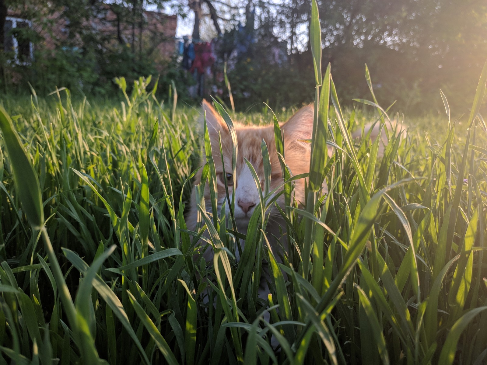 Relaxation - My, cat, Catomafia, Spring, Pets, Longpost