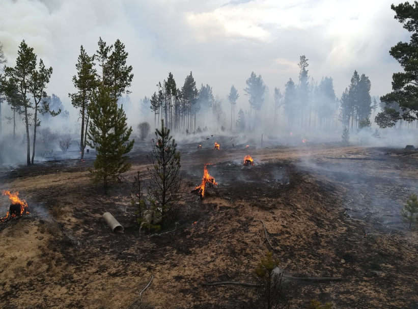 Burning grass and what it leads to - My, , Fire, Idiocy, Video, Longpost, Fallen Grass