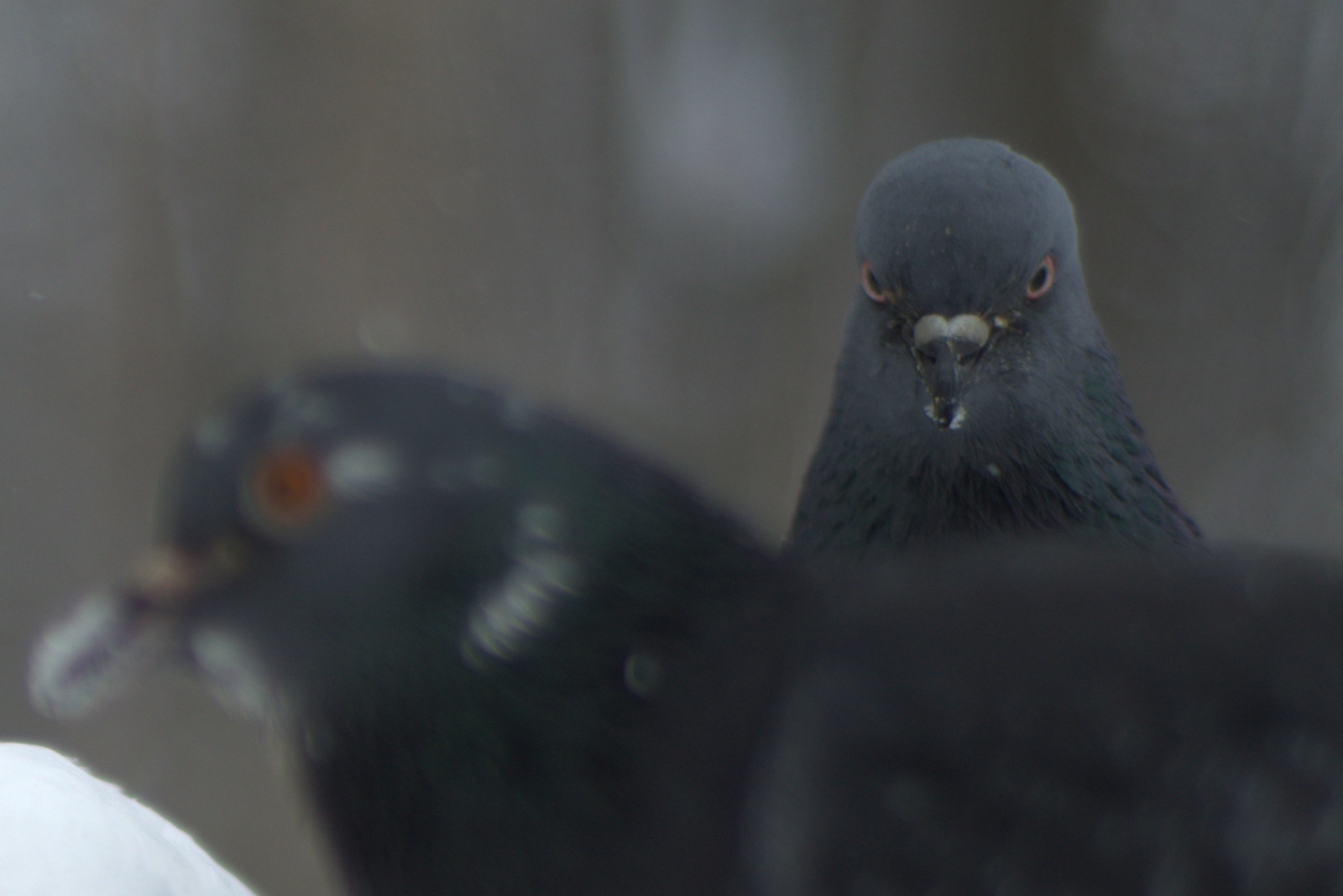 And it's just a dove - My, , Nikon d7000, Ryazan, Pigeon