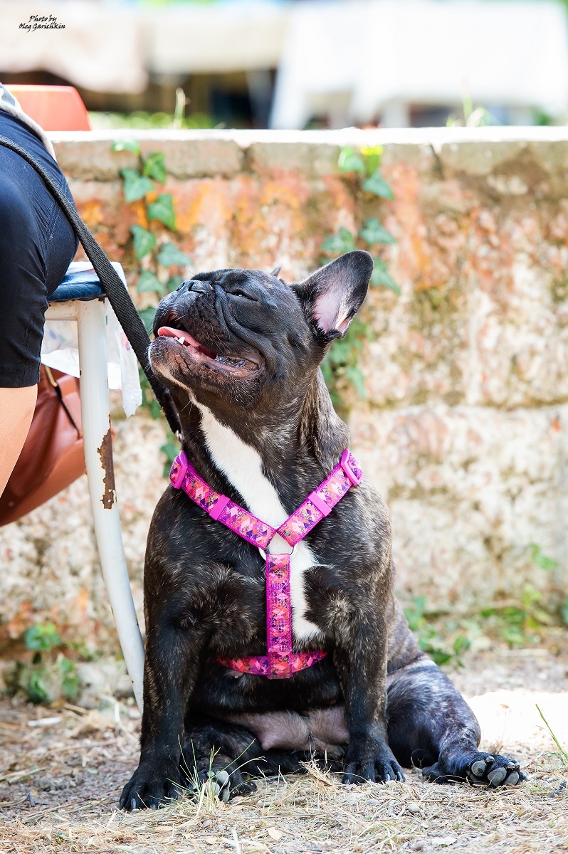 I continue to publish reportage pictures from dog shows that took place in the South of Russia in 2018, pleasant viewing))) - My, Dog, Dogs and people, Dog show, Dog days, Dog lovers, Longpost