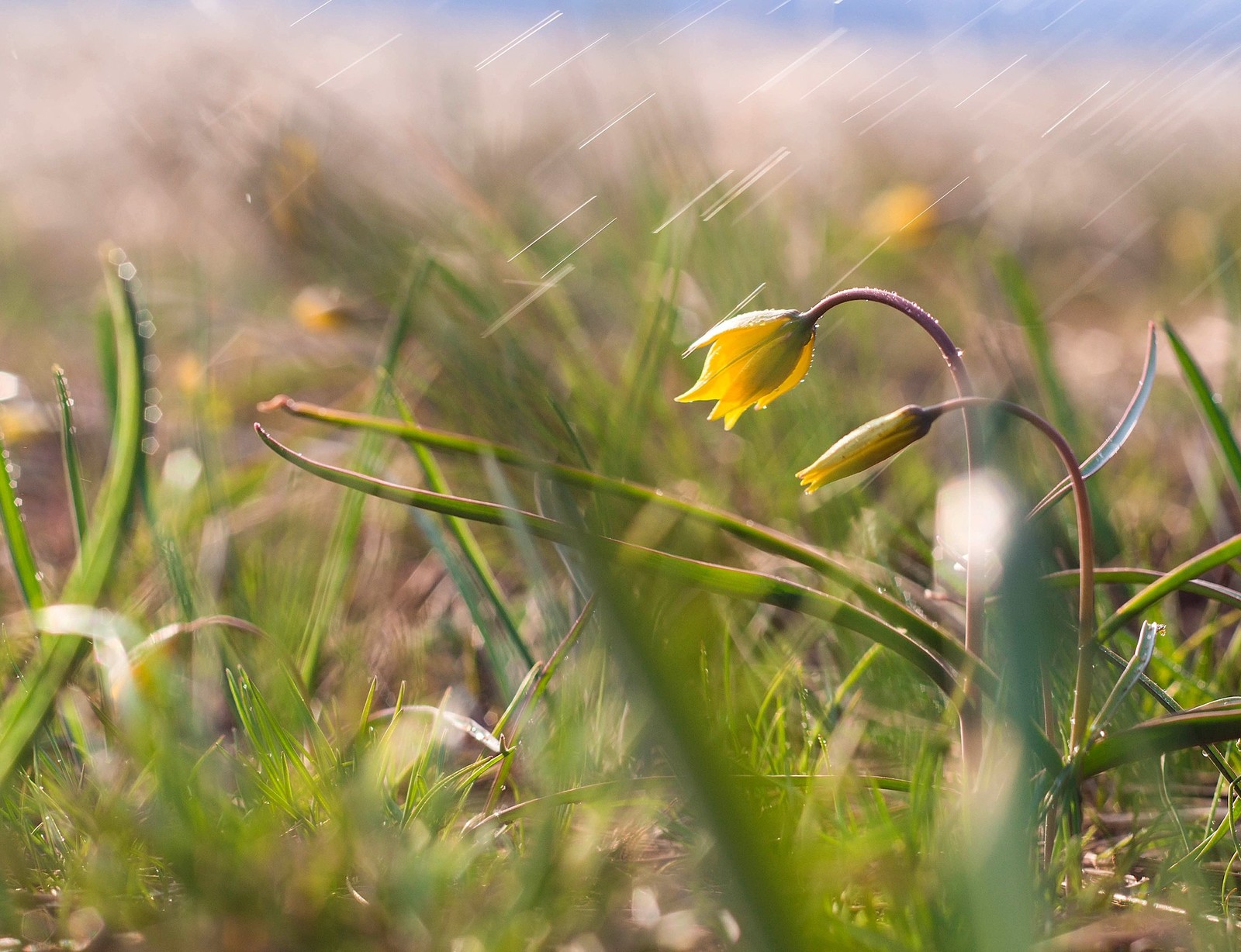 Yellow primroses. Goose Bow and Adonis - My, Flowers, Primroses, Spring, , Orenburg region, Red Book, Longpost, Yellow