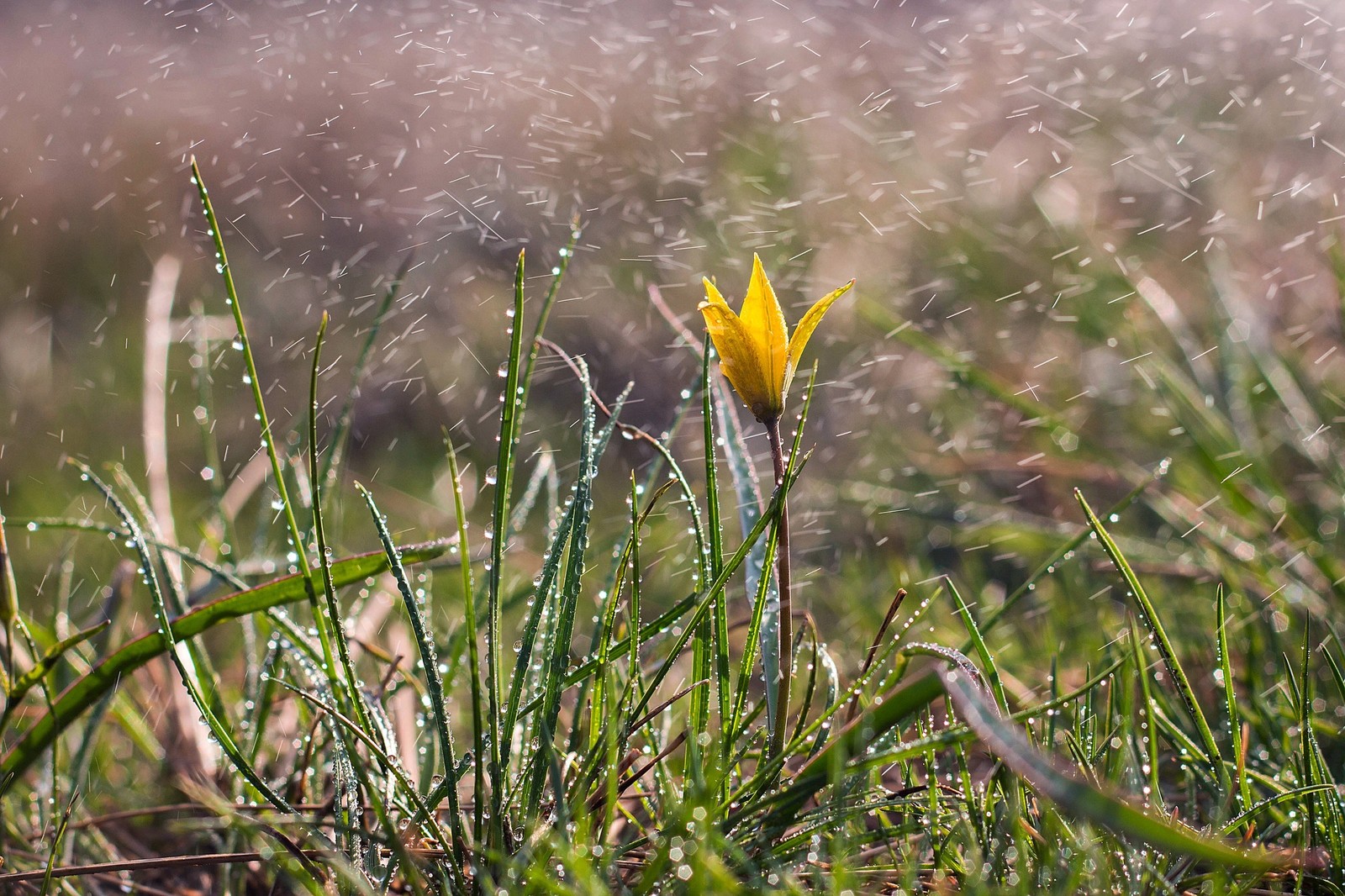 Yellow primroses. Goose Bow and Adonis - My, Flowers, Primroses, Spring, , Orenburg region, Red Book, Longpost, Yellow