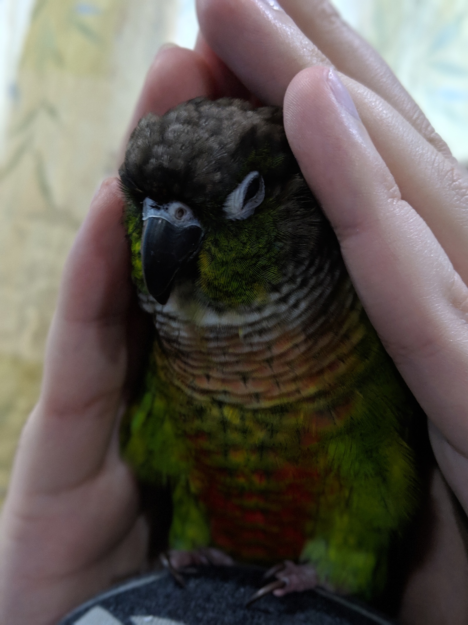 Parrot tries to sleep in a manual house - My, A parrot, Pyrrura, Milota, Longpost